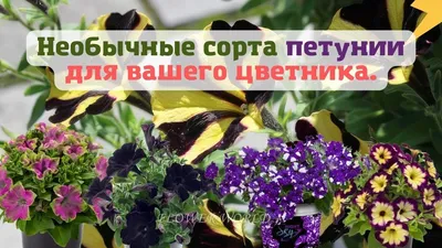 ✓ Семена Петуния крупноцветковая Хулахуп голубой F1, 5шт, Гавриш, Элитные  сорта и гибриды, Sakata по цене 30 руб. ◈ Большой выбор ◈ Купить по всей  России ✓ Интернет-магазин Гавриш ☎ 8-495-902-77-18