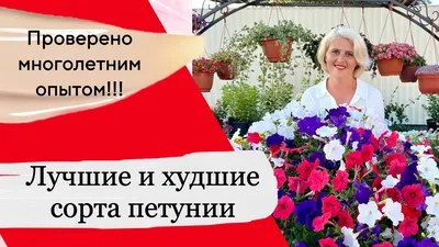 Цветущая петуния для озеленения - Голландские сорта вегетативной петунии