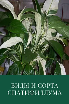 Спатифиллум: виды и сорта | Комнатное садоводство, Красивые розы, Растения
