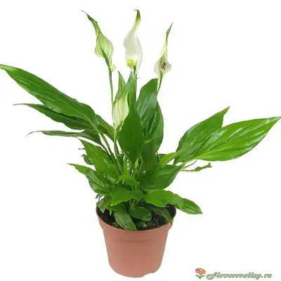 Спатифиллум (лат. Spathiphyllum), d 6,5 | Flowers Valley