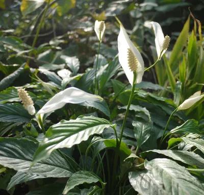 Коллекции растений ЦСБС СО РАН - Spathiphyllum blandum Schott – Спатифиллум  прелестный