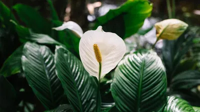 Коллекции растений ЦСБС СО РАН - Spathiphyllum wallisii Regel – Спатифиллум  Уоллиса