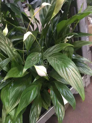 neo_flora_plants - Спатифиллум - Спатифиллум Domino – Спатифиллум Diamond  Bond. Это не просто нарастающие названия комнатного растения 🤓 это...  родословная вариегатного ЛИМИТИРОВАНОГО сорта!!! листовые пластины окрашены  в беловато-молочные, зеленые ...