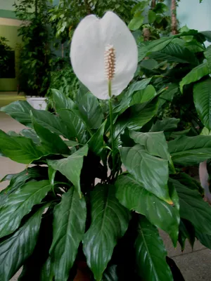 Спатифиллум / Spathiphyllum - «Мой расписной красавец) Редкий вид -  спатифиллум Домино.» | отзывы