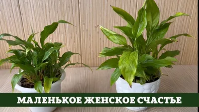 Спатифиллум мини в горшке | доставка по Москве и области