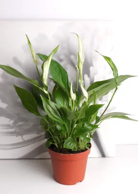 Спатифиллум(Spathiphyllum) , имеющий в народе название \"Женское Счастье\".  Обсуждение на LiveInternet - Российский Сервис Онлайн-Дневников
