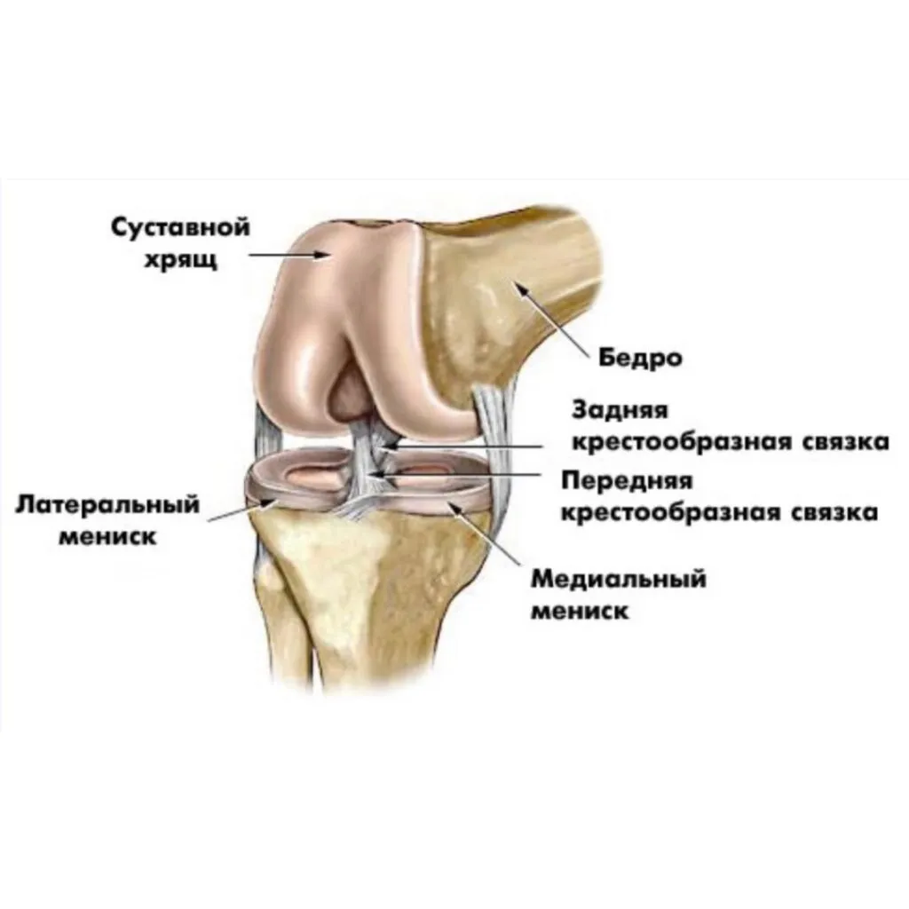 Латеральные отделы сустава