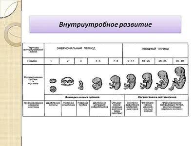 Чем занимается ребенок, пока находится у мамы в животе | (812) 337-12-12