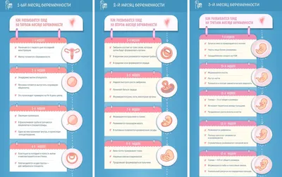 Как рассчитать беременность по неделям, календарь беременности | Азбука  Здоровья