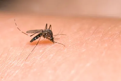 Аллергия на укусы насекомых - лечение и профилактика в 100med