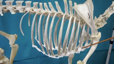 Скелет собаки: строение, описание костей | PRO PLAN — Клуб заводчиков
