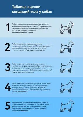 Проверьте себя :а знаете ли вы сколько рёбер у собаки, может столько же  ,как и нас с вами ...