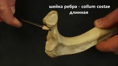 Грудная клетка собаки: нормальная анатомия | vet-Anatomy