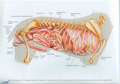 ребра кости скелет собаки анатомия для медицинской концепции 3d Иллюстрация  штока - иллюстрации насчитывающей дистально, зубы: 227513867