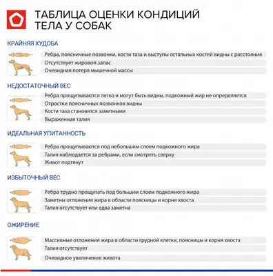 Кормление собаки — рекомендации и полезные советы для владельцев Золотистых  ретриверов. | Golden Retriever | Дзен