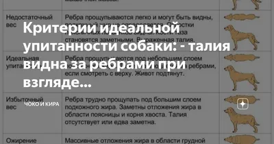 Раскормлены до предела: переводим кошку и собаку на ЗОЖ | Эксперты  объясняют от Роскачества