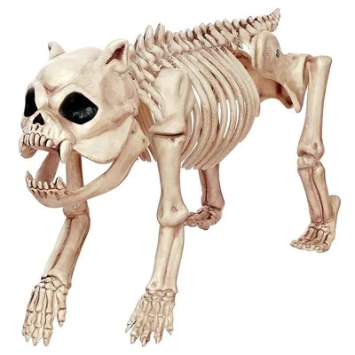 ребра кости скелет собаки анатомия для медицинской концепции 3d Иллюстрация  штока - иллюстрации насчитывающей подклювье, плюсневой: 227513882
