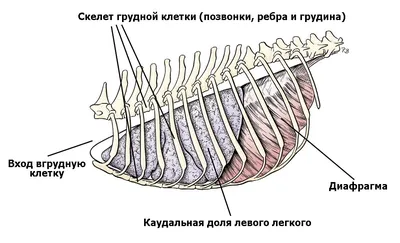 Кинология: Скелет собаки