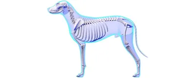 Скелет собаки - Умные каталоги ValiCat