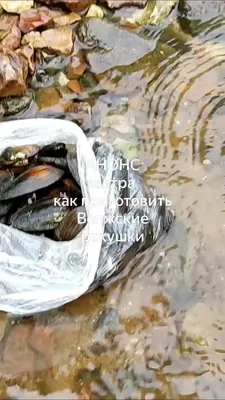 Пресноводный или речной жемчуг | ювелирные изделия из речного жемчуга  Maysaku в Москве