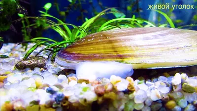 Anodonta (мидии реки) перерастанный с малыми мидиями Стоковое Фото -  изображение насчитывающей природа, морепродукты: 51503536