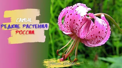 Самые необычные растения мира