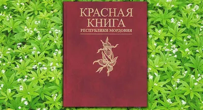 Рубрика: редкие растения | 18.02.2021 | Кызыл - БезФормата