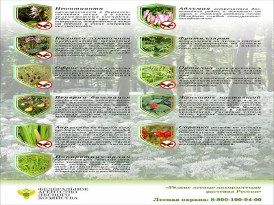 Редкие виды растений | Центрально-Черноземный государственный заповедник  имени профессора В.В. Алехина
