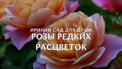 Самые редкие розы!Цветы редкие,самые красивые цветы розы! - YouTube