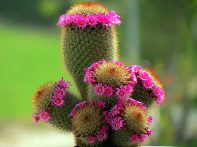 Echinopsis deserticola | Кактус, Редкие цветы, Суккуленты