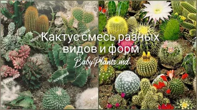 Кактусы домашние: виды, фото и названия - Agro Portal