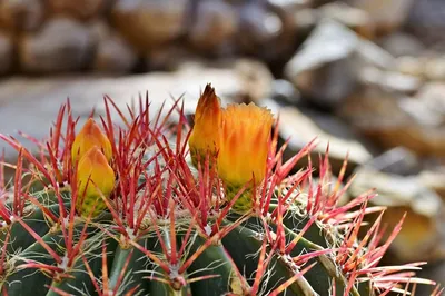 Семена кактусов Astrophytum MIX (10 шт.) / Редкие семена кактусов / в  каждом виде по 5 семян — купить в интернет-магазине по низкой цене на  Яндекс Маркете