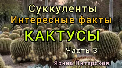 Колючее хобби: житель Благовещенска собрал уникальную коллекцию из 200  кактусов — Амурская правда, новости Благовещенска и Амурской области