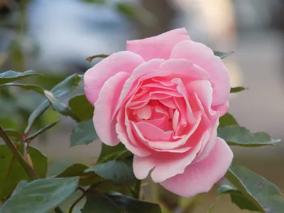 Сорта роз с фото и названиями: какие бывают белые виды, все разновидности с  описанием, картинками, красивые сортовые цветы — мелкие, высокие, новые