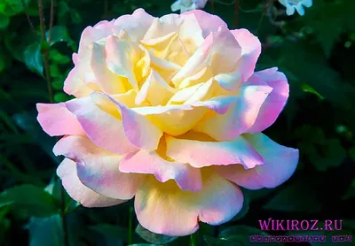 Розы необычных цветов - красивые фото