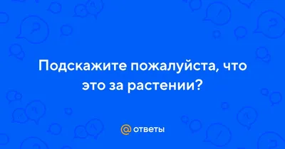 Рейнвардия: обои, чтобы ваши глаза никогда не уставали