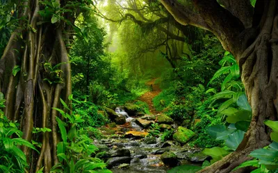 Фото Реки Амазонки: красота природы в каждом кадре