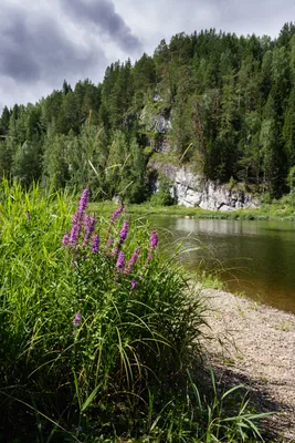 Река Чусовая Пермский Край Лето - Бесплатное фото на Pixabay - Pixabay