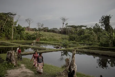 Откройте для себя величие Реки Конго: Фото в высоком разрешении для вашего устройства