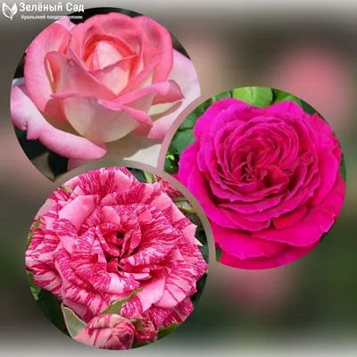 Ремонтантные розы фото фотографии