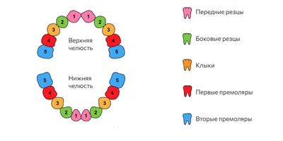 Прорезывание зубов у детей: порядок, сроки, симптомы и способы их облегчить  - Лайфхакер