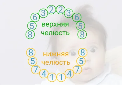 Как режутся молочные зубы у детей – схема и сроки появления первого зуба