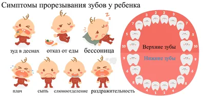 Когда у ребенка режутся зубки и как понять симптомы? 5 способов помочь  малышу 🦷 | Умная стоматология в Москве | Дзен