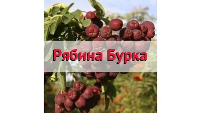 Сладкоплодная рябина сорт Бурка. | Александр Кузнецов | Дзен