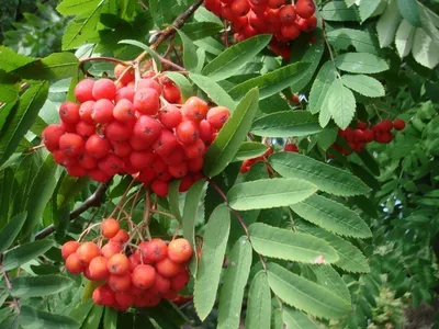 Боярыня-рябина рубинами горит: виды и сорта огненной ягоды |  Интернет-магазин садовых растений