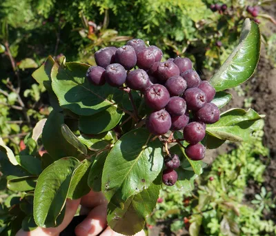 Питомник Савватеевых 🌿 on Instagram: \"Запасаемся на зиму: рябина О каком  витамине чаще всего вспоминают с осени до весны? Конечно же, о витамине С,  главном борце с простудами. Поговаривают, что аскорбиновой кислоты