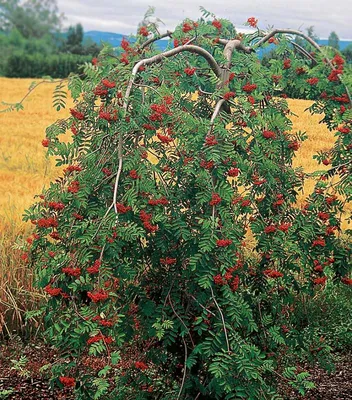 Купить Рябина садовая Дуболистная саженцы с доставкой. Каталог плодовых  деревьев 2024