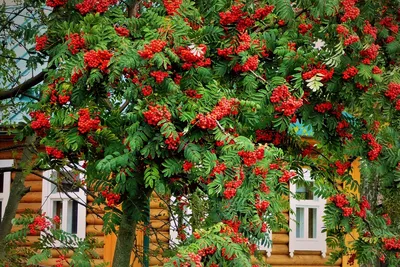 Купить Рябина плакучая Sorbus aucuparia Pendula - в питомнике Флорини