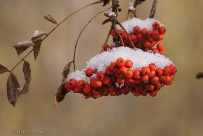 Саженец Рябины \"Бурка\"