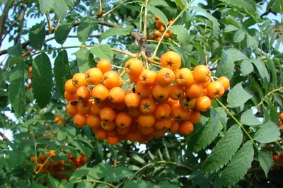 рябина - Mountain Ash berries with first snow | Mountain Ash… | Flickr